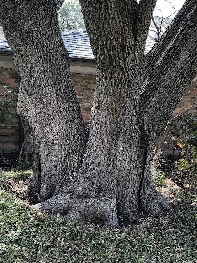 Mature heritage tree close to a Valley Head property cared for by certified arborists